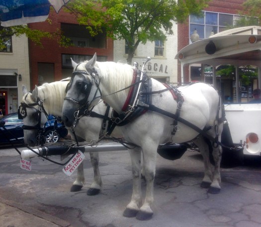 Horse-drawn carriages in Wilmington. Photo by Jenna Intersimone