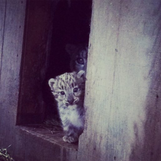 Claws n' Paws Animal Park. (Photo courtesy of Claws n' Paws)